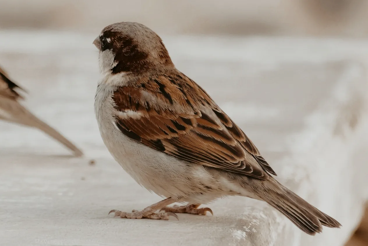 House Sparrow photographed from the side on a pale surface